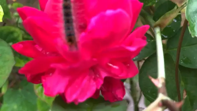 'Video thumbnail for Rose flower'