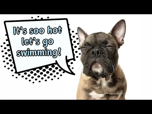'Video thumbnail for How to keep your dog cool in the hot summer days - Doggozila Magazine'