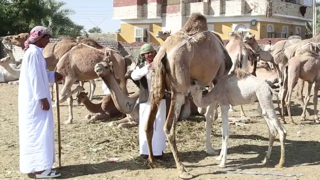 'Video thumbnail for Drinking Raw Camel Milk in Salalah, Oman – May 8, 2025 Desert Wellness Adventure Unbelievable Health Secret Unveiled!'