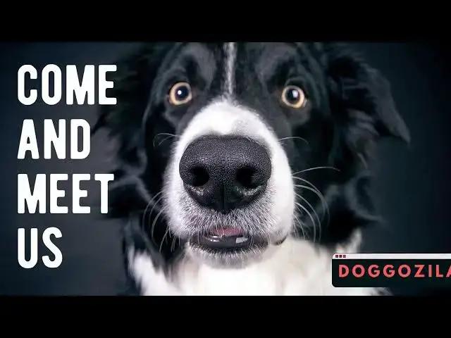 'Video thumbnail for The Waiting Game for Shelter Dogs #helpdogs #feeddogs #shelterdogs #savedogs #doggoslife'