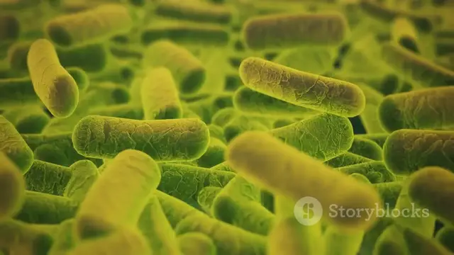 'Video thumbnail for Unwavering Sentinel_ Microbial Defenders 2025-06-13'