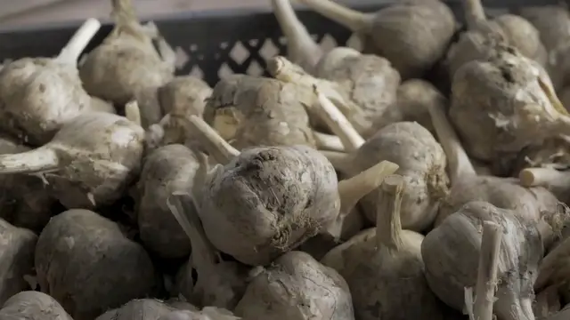 'Video thumbnail for How To Grow Garlic Indoors'