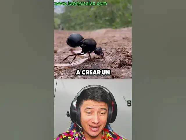 'Video thumbnail for Porqué las arrieras se arrancan las alas, dato pertubador'