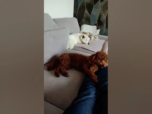 'Video thumbnail for One year ago, NYE's gang: Westie and Maltipoo 🐶🐕'