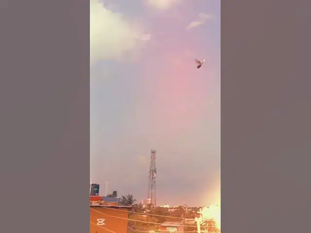 'Video thumbnail for Watch this amazing high-flying pigeon from our village. 🕊️#pigeon #pigeonshorts #birdlover'