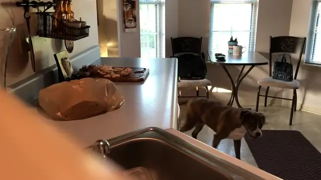 'Video thumbnail for Sneaky Dog Steals Dinner From Counter When Nobody Is Looking | Wild-ish TV'