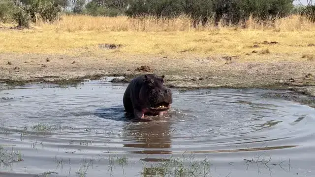 'Video thumbnail for Angry Hippo Attacks Wildlife Photographers On Safari | Wild-ish TV'