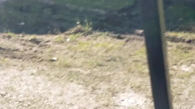 'Video thumbnail for Pig Evades Animal Control Sending Officer Face First Into Dirt | Wild-ish TV'