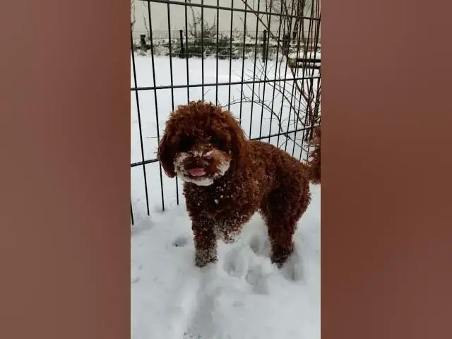 'Video thumbnail for ❄️ Winter Wonderland with Mia the Maltipoo 🐾'