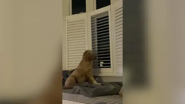 'Video thumbnail for Nosey Dog Learns To Open Blinds To Spy On Neighbors | Wild-ish TV'