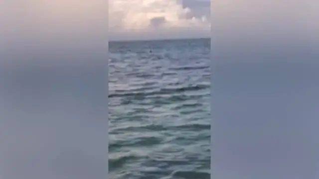 'Video thumbnail for Dog Plays Game Of Chase With Wild Dolphin | Wild-ish TV'