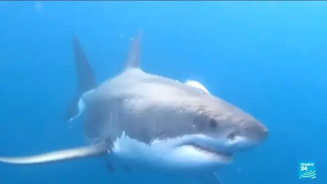 'Video thumbnail for Swimmer challenges shark stigma at 'Jaws' anniversary'