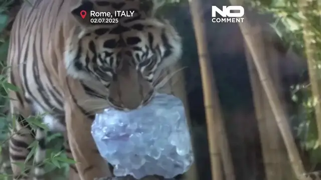 'Video thumbnail for Rome zoo cools animals with icy treats as heatwave grips Italy'