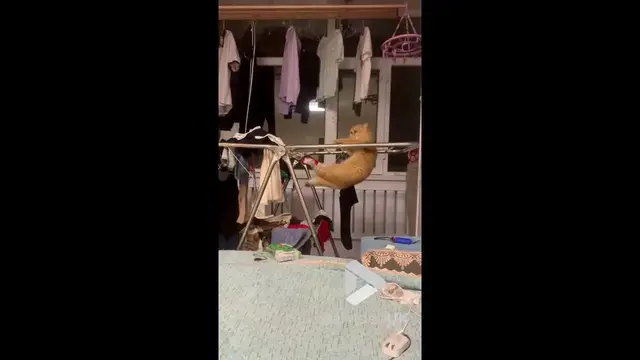 'Video thumbnail for VV4983 Cat turns laundry rack into playground'