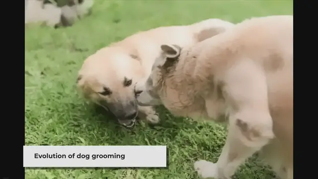 'Video thumbnail for Unleashing Creativity: The Modern Transformation of Dog Grooming'
