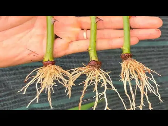 'Video thumbnail for Root Any Branch With 1 Simple Technique - 100% Success'