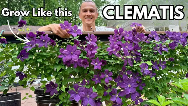 'Video thumbnail for CLEMATIS - How to Grow Lots of Flowers - Training Vines Tutorial'
