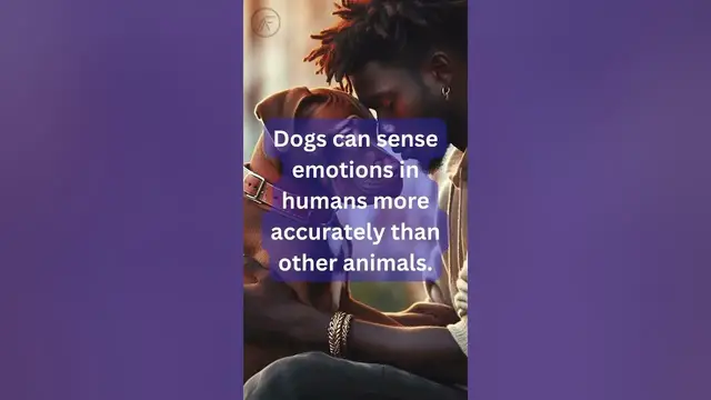 'Video thumbnail for Fun Facts About Dogs You Never Knew#facts #funfacts#dog #animals #pets #youtubeshorts #viralshort'