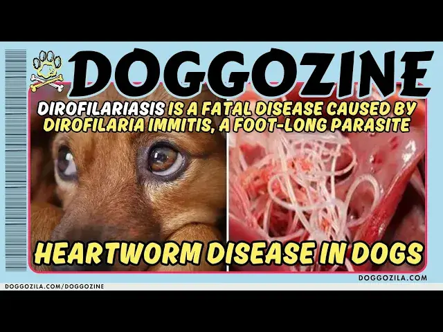 'Video thumbnail for Heartworm Disease in Dogs - Doggozila Magazine'