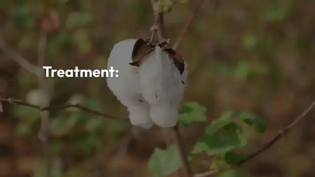 'Video thumbnail for Philodendron Birkin Pests And Diseases'