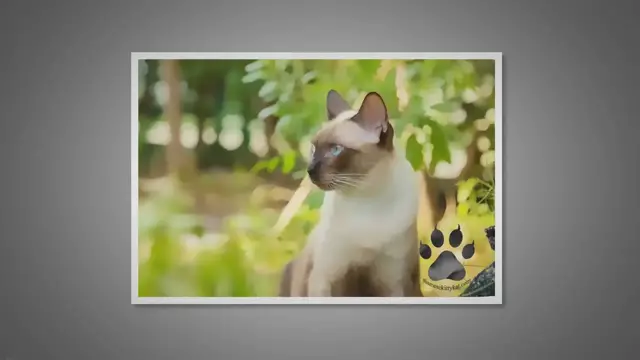 'Video thumbnail for Can Siamese Cats Live Outside? The 7 Pros and Cons'
