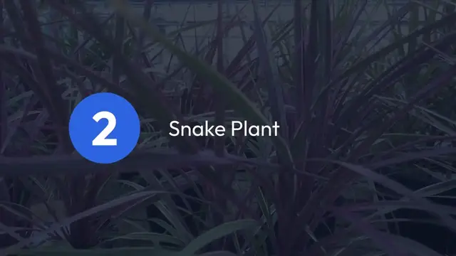 'Video thumbnail for Decorative Indoor Plant Ideas'