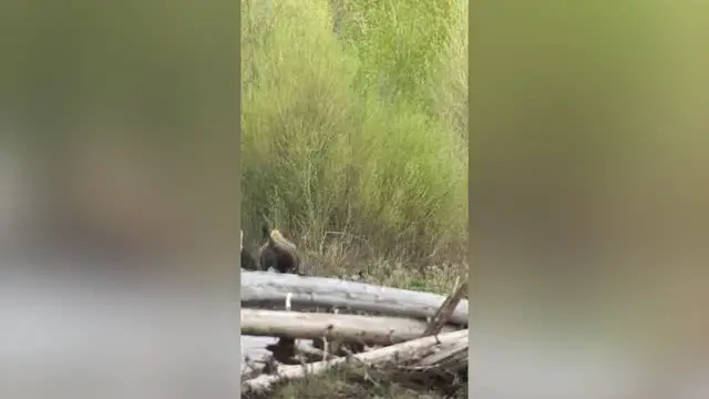 'Video thumbnail for Protective Mother Bison Chases Bear Away From Her Young | Wild-ish TV'