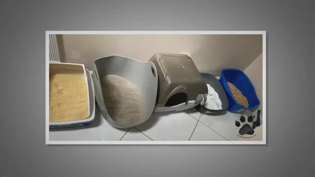 'Video thumbnail for Your Complete Guide to Litter for Siamese Cats and Kittens'