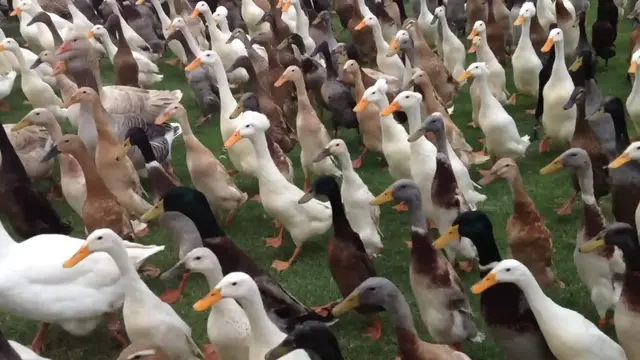 'Video thumbnail for Watch 1000 Ducks Waddle To Work On Wine Farm | Wild-ish TV'
