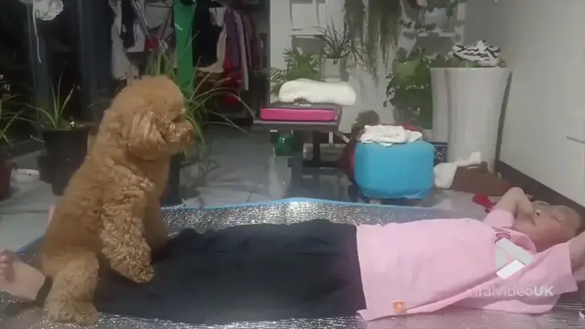 'Video thumbnail for VV4981 Dog becomes owners personal trainer'
