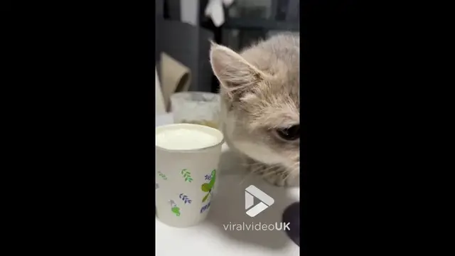 'Video thumbnail for VV4982 Determined kitten hilariously battles for milk'
