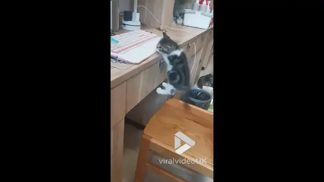 'Video thumbnail for VV4980 Cute kitten bounces of drawer to keep balance'