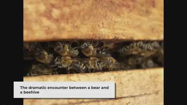 'Video thumbnail for When a Bear Attacks a Beehive: A Battle of Nature's Giants'