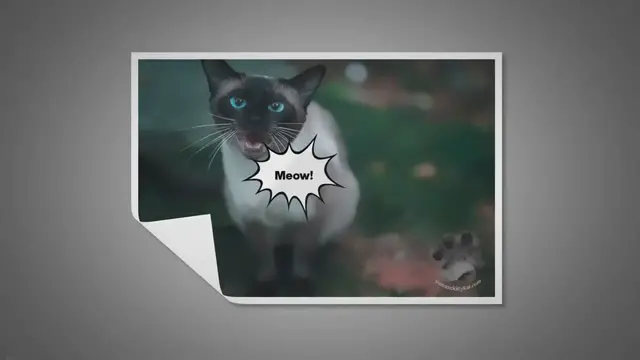 'Video thumbnail for Do Siamese Cats Wander'