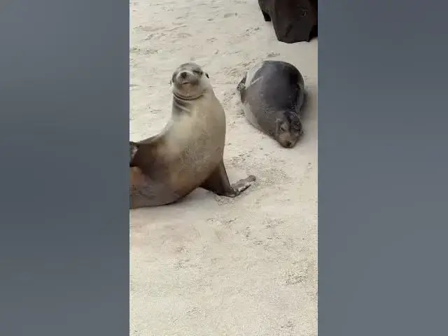 'Video thumbnail for Big Surprise At Darwin Bay: Galapagos Cruise Part 2 #shorts'