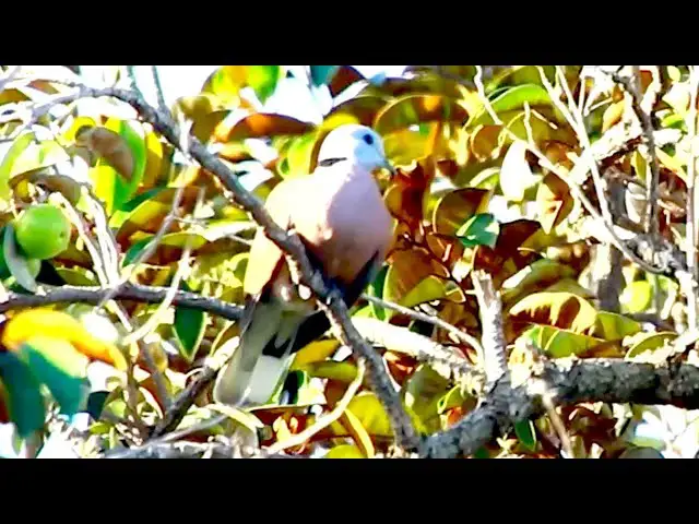 'Video thumbnail for Dove forest bird life'