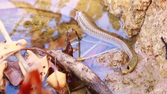 'Video thumbnail for The snake wild'