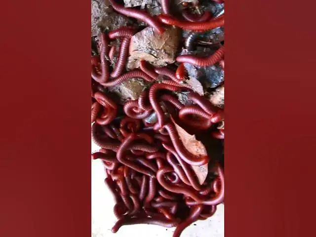 'Video thumbnail for at night A lot Venomous Centipede'
