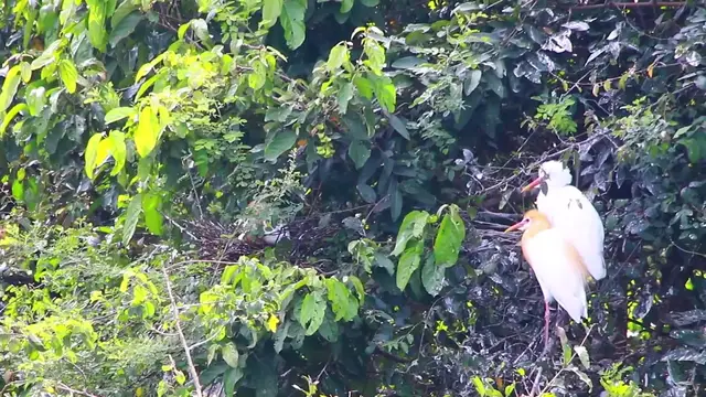 'Video thumbnail for Two nest & Cockroach'