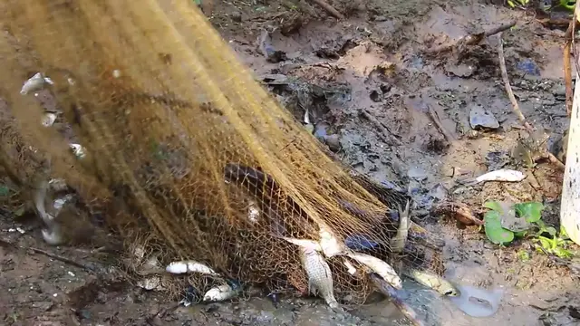 'Video thumbnail for Fish a lot catch it'