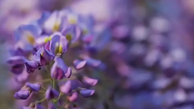 'Video thumbnail for To People That Want To Start Clematis But Are Afraid To Get Started'