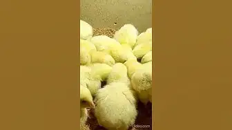 'Video thumbnail for Adorable chickens😍😘🥰#shorts'