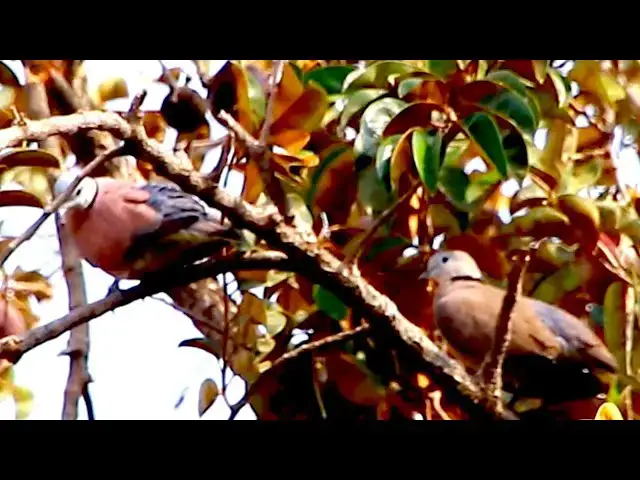 'Video thumbnail for Wild dove in love | Dove call other dove to in love'