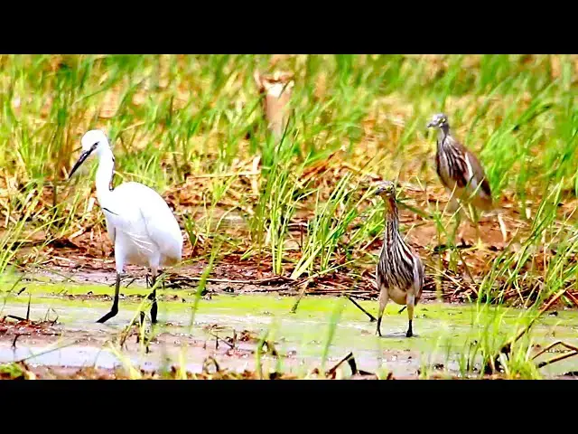 'Video thumbnail for Amazing of lake - Bird in lake | wild all bird find catch food at field'