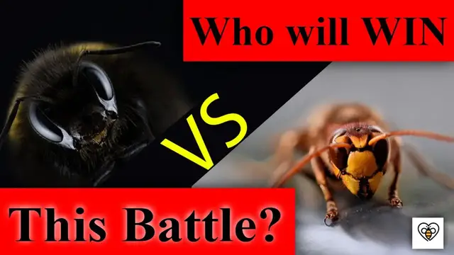 'Video thumbnail for Murder Hornets vs. Honey Bees: The Buzzing Battleground Explained'