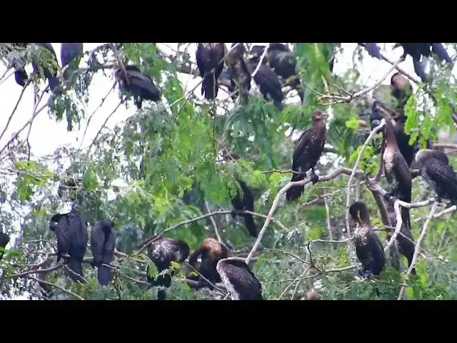'Video thumbnail for Amazing of Lake - Black bird All nest &  bird in lake'