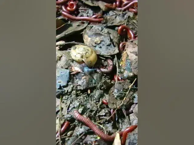 'Video thumbnail for Insect Venomous Centipede'
