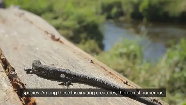 'Video thumbnail for Unique Reptile Species'