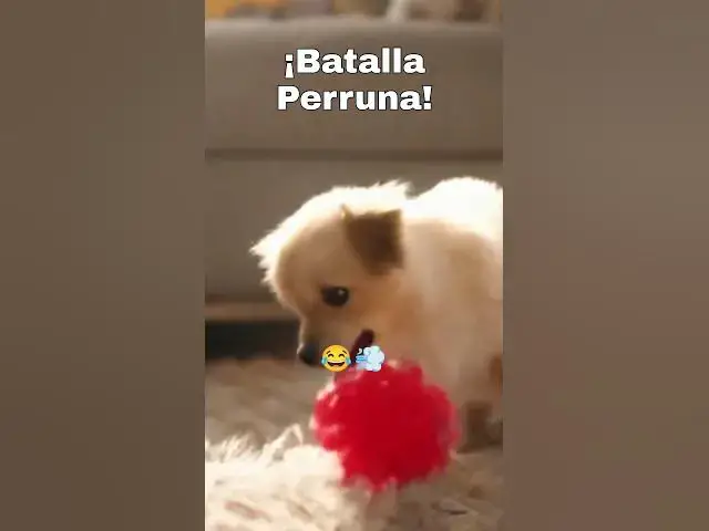 'Video thumbnail for "¡Cachorrito vs. Bola Rodante: La Batalla Más Adorable! 🐶⚽🤣"'