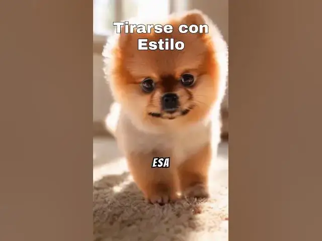 'Video thumbnail for "¡Cachorrito Se Rinde Dramáticamente en Plena Misión! 🐶🤣"'